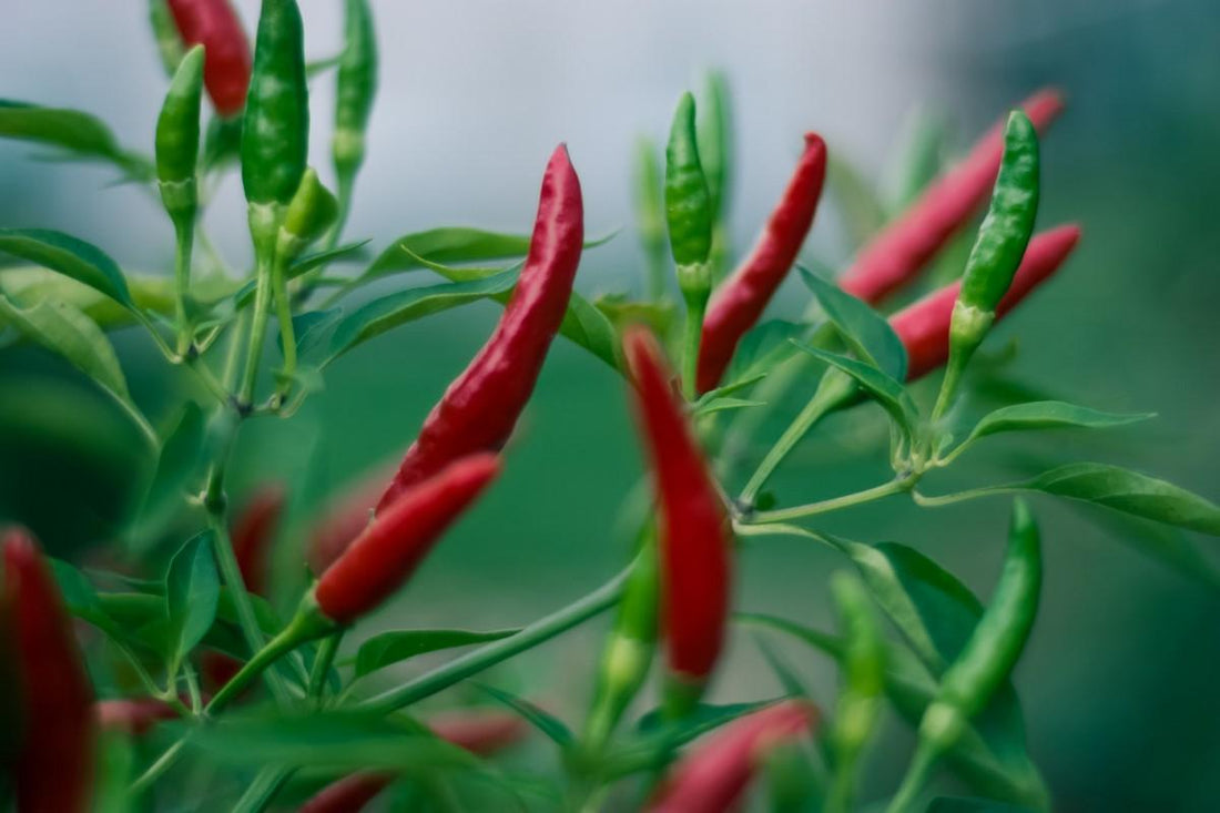 CAPSAICIN: UNLOCKING NATURE'S WELLNESS SECRET