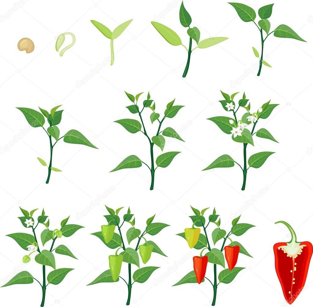 Pepper Growing Stage: From Blossom to Harvest | Organic Pepper Cultivation Process